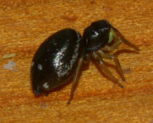Réf. 198 343 : Heliophanus cupreus